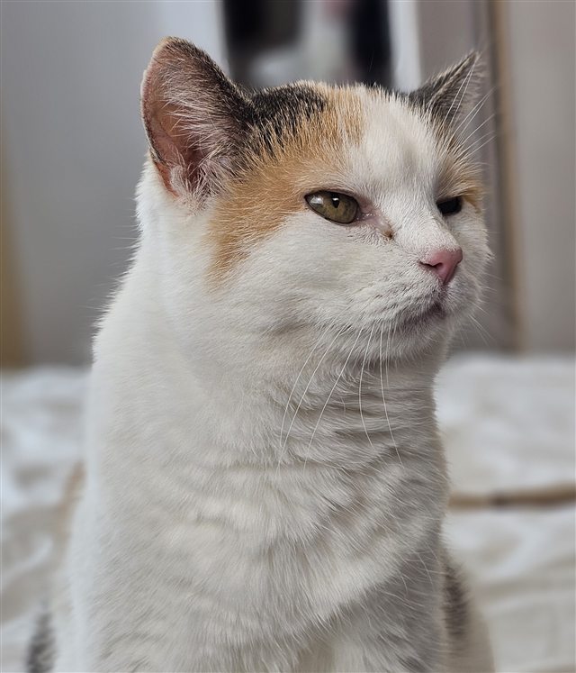 Ina, the cat